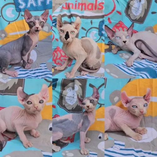 Sphynx padrão e Elf Filhotes - Gatil Bsb Cat