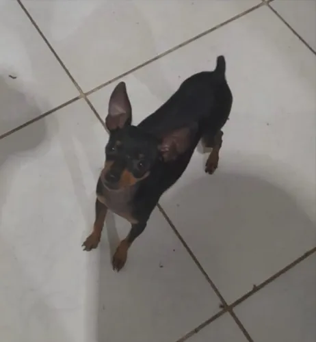 Pinsher