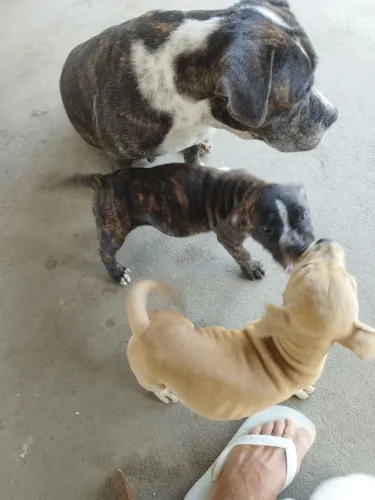 DOIS FILHOTES DE AMERICAN BULLY MACHO E FÊMEA