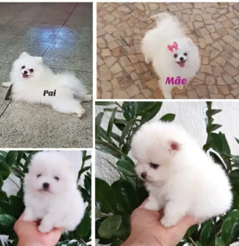 Lulu da pomerania 