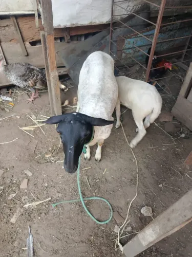 Caneira parida