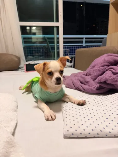 Chihuahua