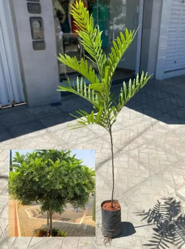 Árvore samambaia natural, cultivar também em vaso