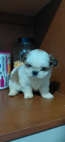 Filhote Macho Shihtzu