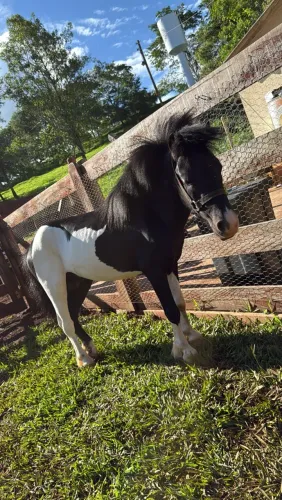 Pônei à Venda - Lindo Animal, Ótima Oportunidade!