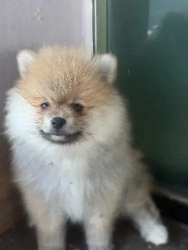 Filhote Lulu da Pomeranea