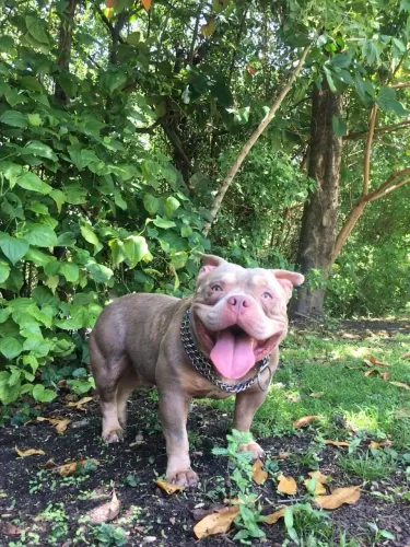 American Bully campeão pra cruzar