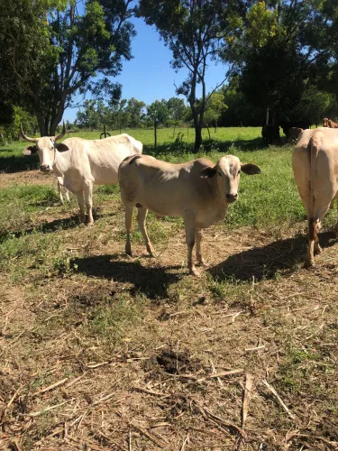 Bezerro com 1 anos e 2 meses 
