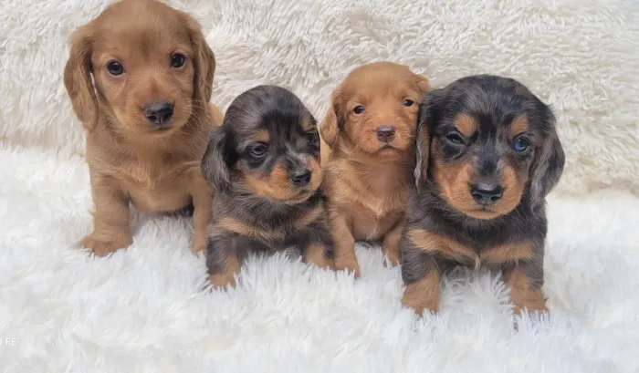 Dachshund Basset pelo longo 