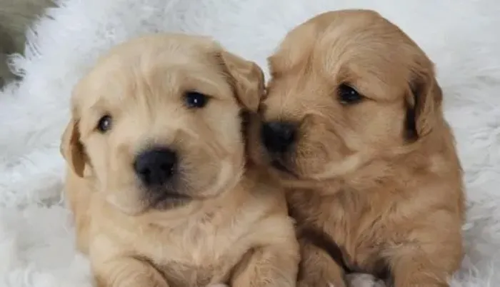 Golden Retriever Filhotes Verdadeiros Xodozinhos.