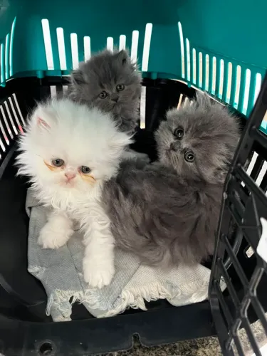 Gato Persa