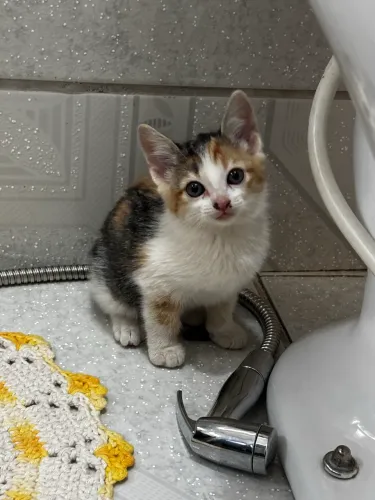 Gatinha fêmea para adoção