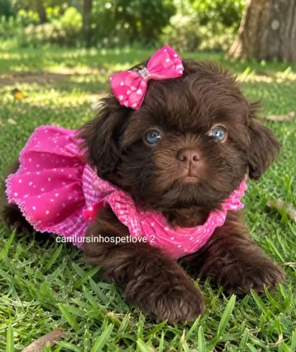 Shih tzus minis exóticos raros