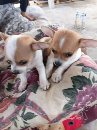 Vendo cachorro Pincher um com zero dois machos estão comendo rasão 