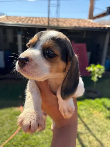 Filhote de beagle
