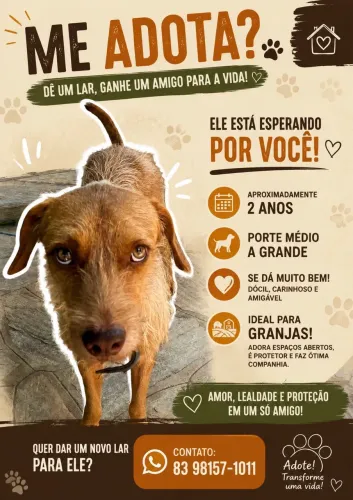 Cachorro para adoção
