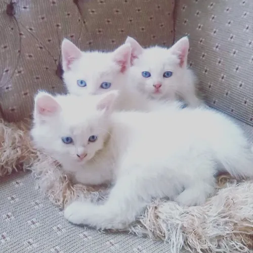 Lindos bebês de Angorá 