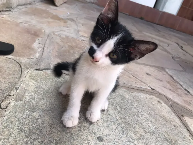 Gatinha para doação