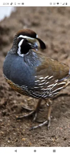 Perdiz Califórnia macho