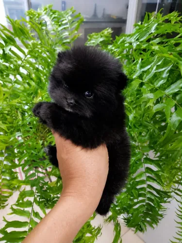 Spitz alemão/ lulu da pomerania 