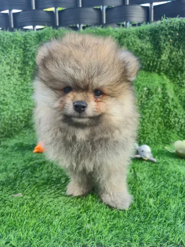 Lulu da pomerania - filhote macho