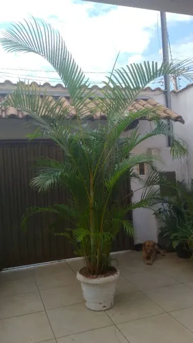Desapego de planta