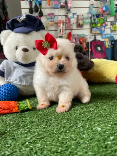 Spitz alemão fêmea $4.500,00