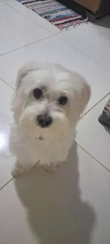 Procura-se namorada para Maltês