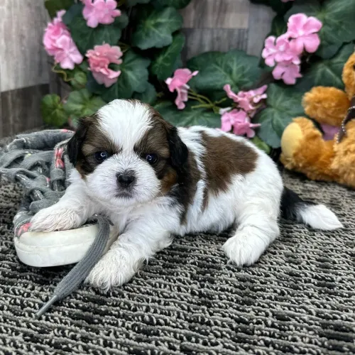 Shih tzu:Um encanto de filhote esperando por você 