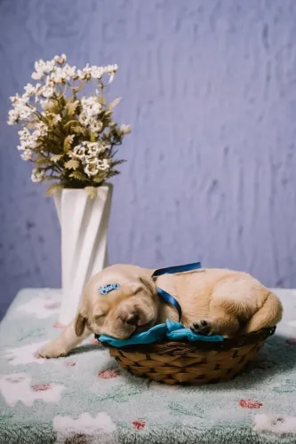 Filhotes de Golden Retriever - Linhagem Selecionada Kennel Baby Golden
