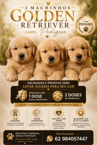 Filhotes Golden
