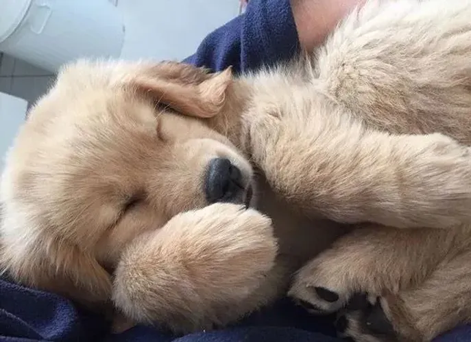 Golden Retriever Um pet que vai trazer mais movimento para sua rotina