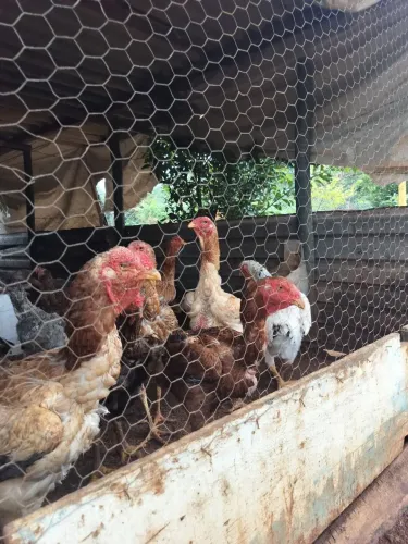 Índio gigante - Matrizes Barbela de Boi 