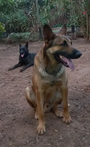 Pastores Malinois