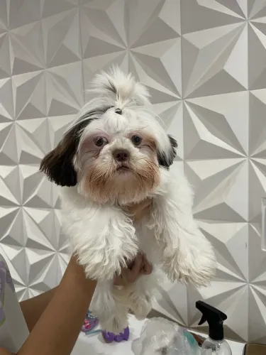 Cachorro