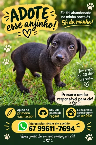 Adoção responsável Dog Macho