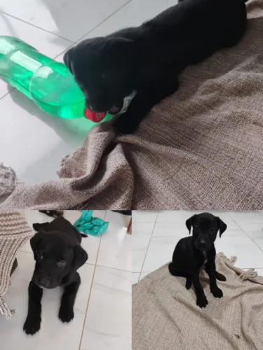 Filhotes de cachorro