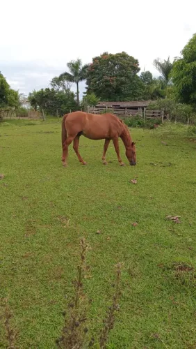 Cavalo