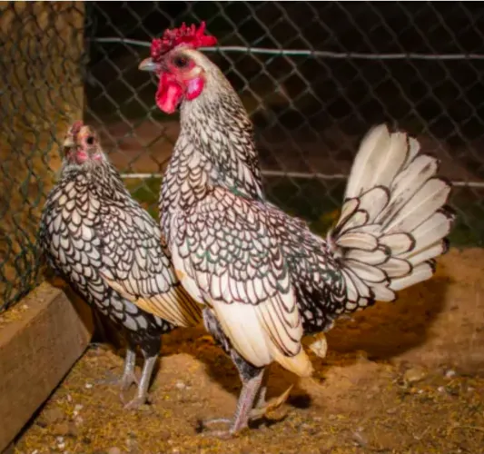 Casal de galinha Sebright