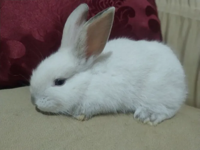 Mini Pet