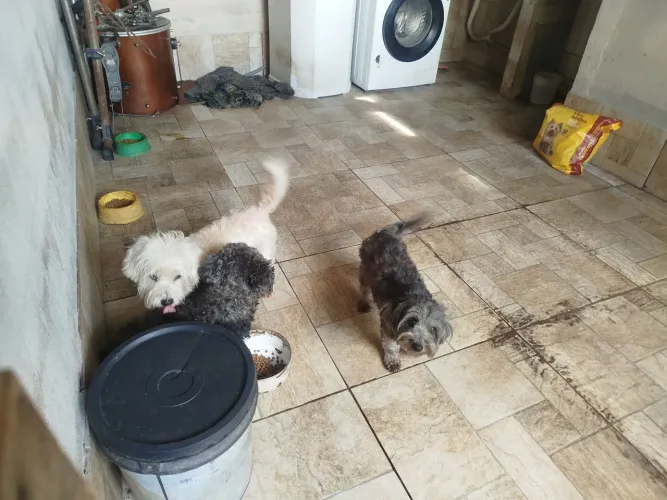 Estou doando 3 cachorras raça Poodle