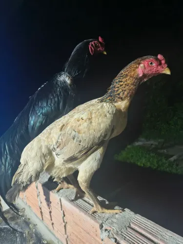 Galinha da raça Shamo puro