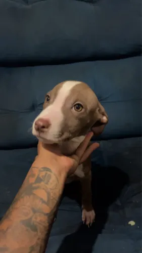 Filhote de pitbull 3 meses