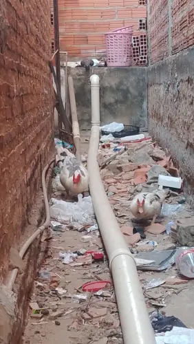 Patos calsa normal