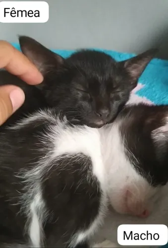 Doação de gatos (três machos e três fêmeas) 