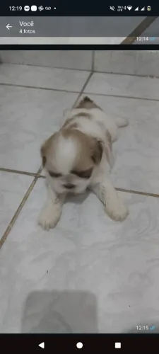 Filhote de Shitzu puro 
