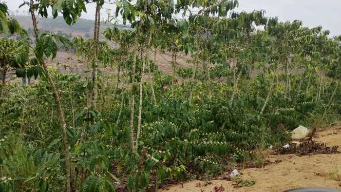 Terreno com café