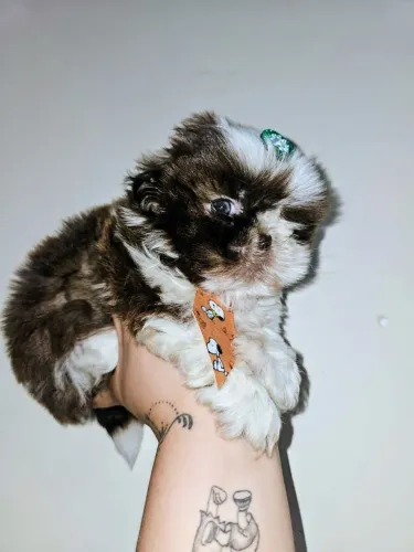 Shih tzu macho e fêmea 