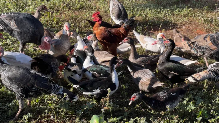 Patos A Partir de 50 R$