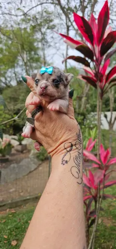 Chihuahua Merle Femea Pelo Curto